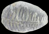 Pecopteris Fern Fossil (Pos/Neg) - Mazon Creek #72353-2